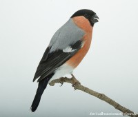 /album/vogels-van-jacques/huvaere-09-jpg/